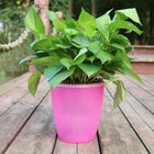 Flower Pot - Nordic Hydroponics Self-Watering Fairy Garden Deribla Store