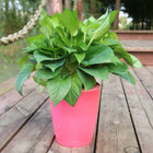Flower Pot - Nordic Hydroponics Self-Watering Fairy Garden Deribla Store