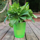 Flower Pot - Nordic Hydroponics Self-Watering Fairy Garden Deribla Store