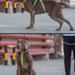 TrueLove Dog Harness 