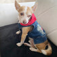 Summer Denim Dog Jacket - Stylish Cowboy Shirt for Small Dogs & Cats - Deribla Store