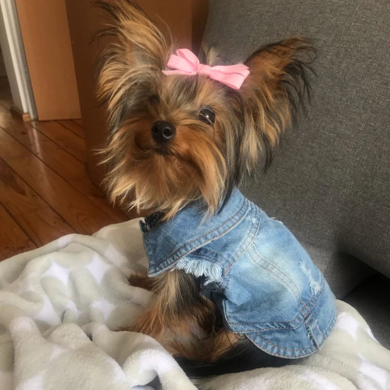 Summer Denim Dog Jacket - Stylish Cowboy Shirt for Small Dogs & Cats - Deribla Store