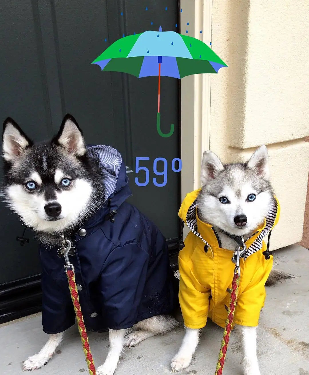 Yellow Dog Raincoat - Windproof & Waterproof Hoodie Jacket for Small to Large Dogs - Deribla Store