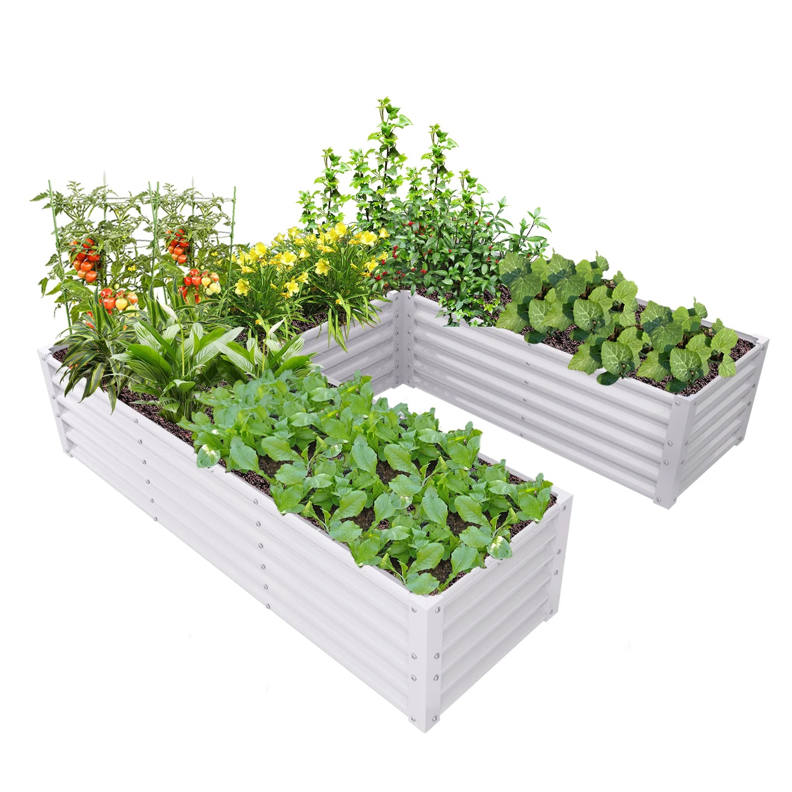 U-Shaped Galvanized Raised Garden Bed - 6x6x1.5ft Metal Planter Box, Anti-Rust & Easy Setup - Deribla Store