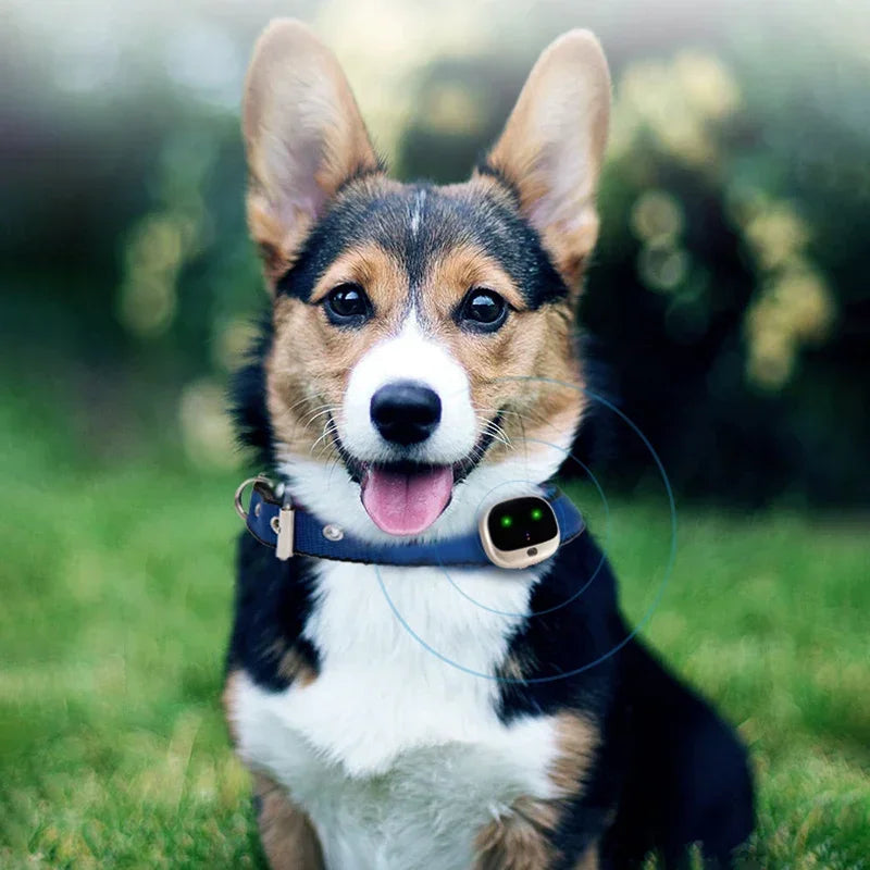 4G GPS Pet Tracker
