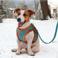 Warm Dog Harness Leash Set 