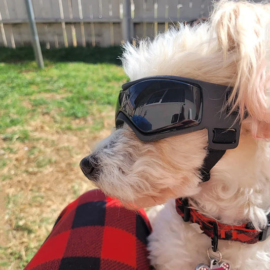 Dog Sunglasses