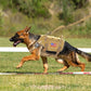 Tactical Dog Harness