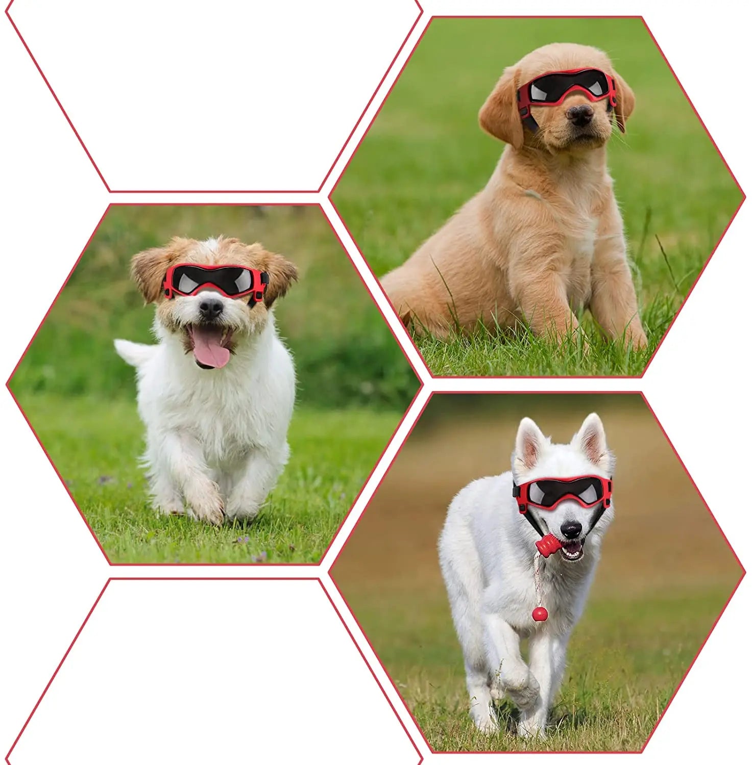 Dog Sunglasses
