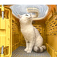 Cat Carrier 