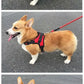 Quick Release Dog Harness