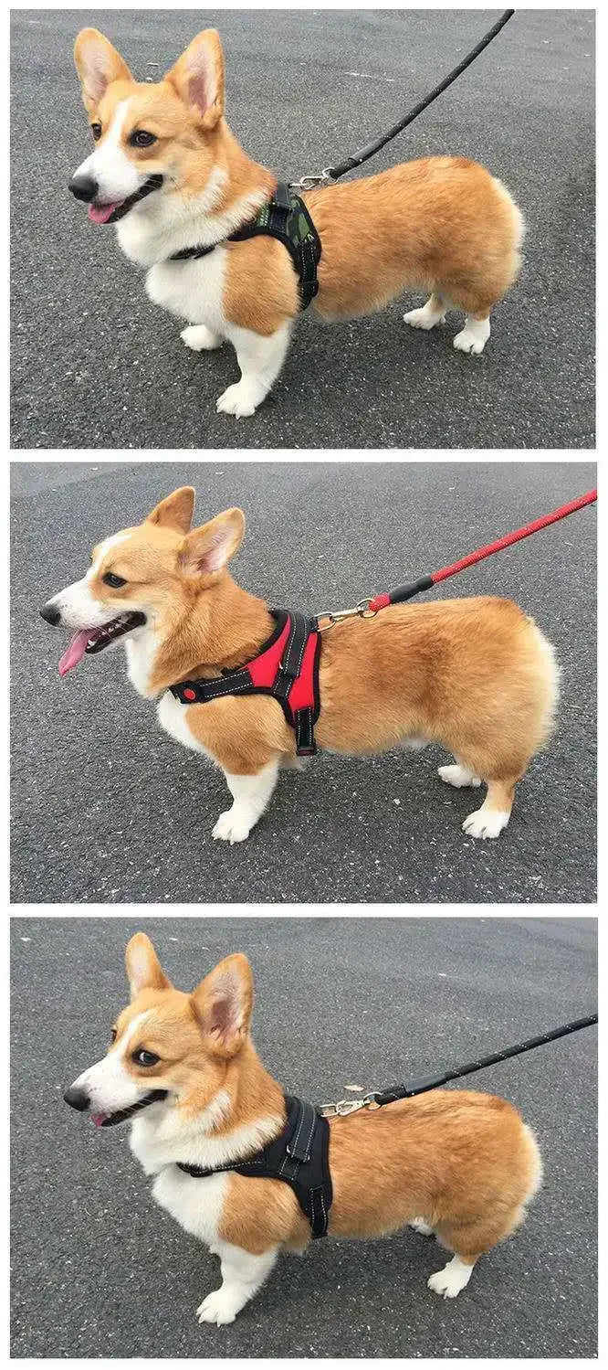 Quick Release Dog Harness