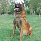 Tactical Dog Harness