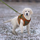Warm Dog Harness Leash Set 