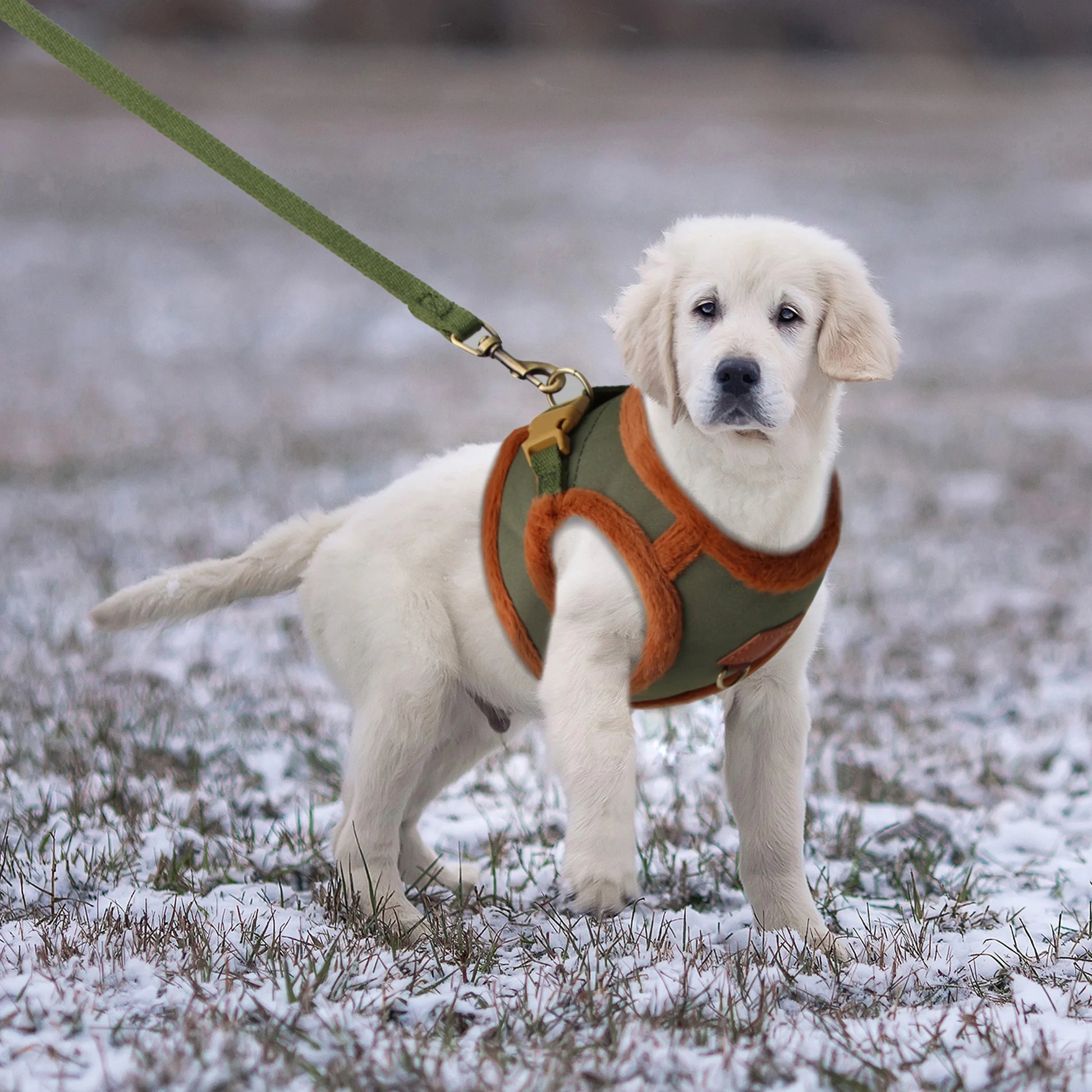 Warm Dog Harness Leash Set 