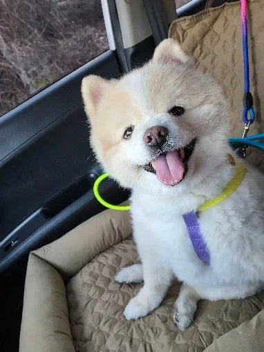 Waterproof Dog Car Seat Cover - Pet Travel Carrier Nest for Small to Medium Dogs & Cats - Deribla Store