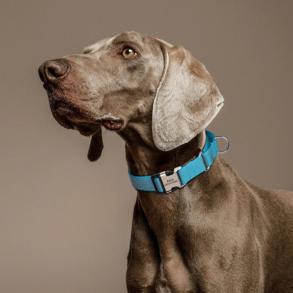 Custom Reflective Dog Collar - Personalized Nylon with Handle for All Sizes - Deribla Store