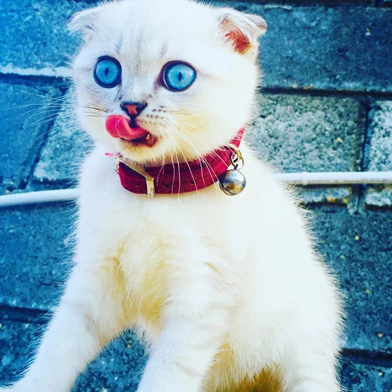 Heart Charm Cat Collar - Soft Velvet Safety Elastic with Bell (8 Colors) - Deribla Store