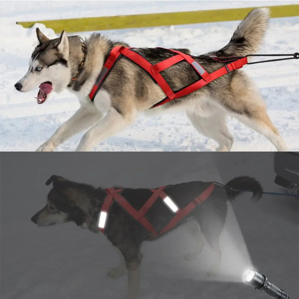 Dog Harness 