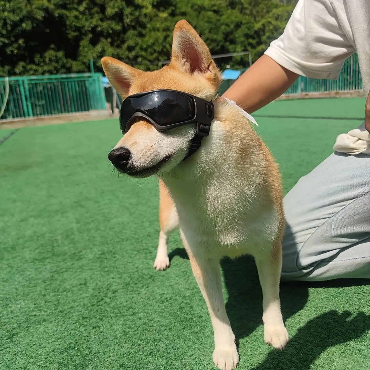 Dog Sunglasses