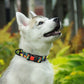 Floral Dog Collar - Adjustable Nylon Flower Print for Small to Large Dogs - Deribla Store