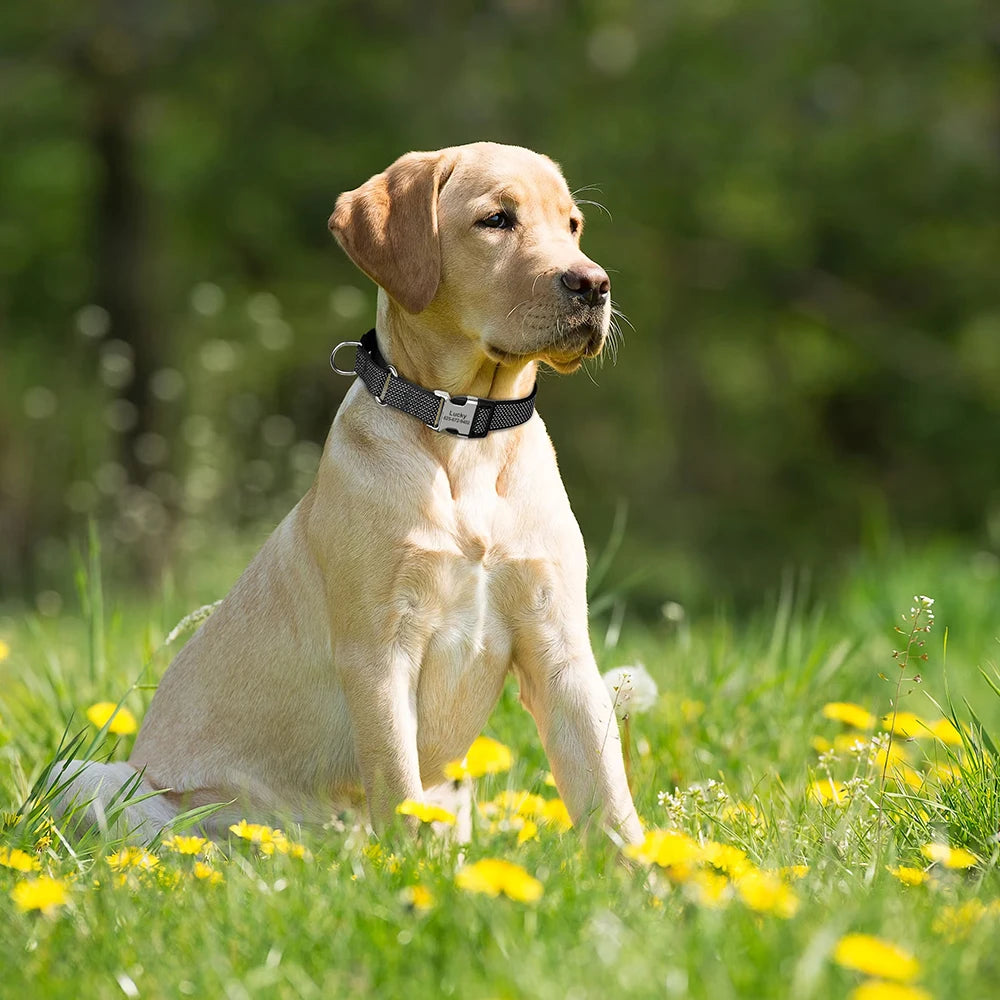 Custom Reflective Dog Collar - Personalized Nylon with Handle for All Sizes - Deribla Store