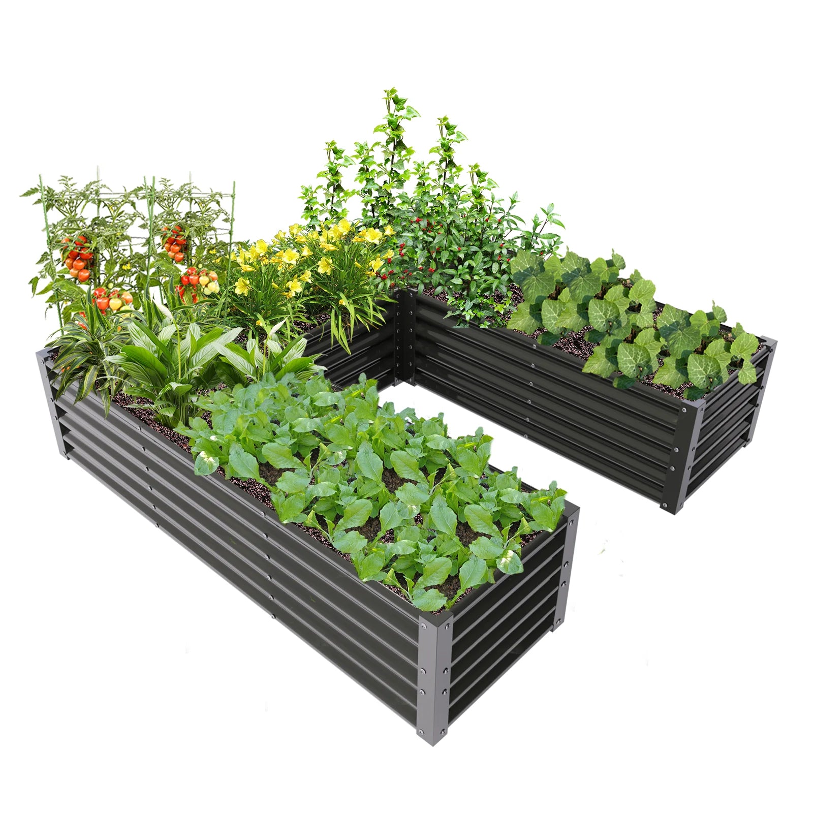 U-Shaped Galvanized Raised Garden Bed - 6x6x1.5ft Metal Planter Box, Anti-Rust & Easy Setup - Deribla Store