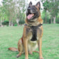 Tactical Dog Harness