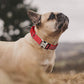 Custom Reflective Dog Collar - Personalized Nylon with Handle for All Sizes - Deribla Store